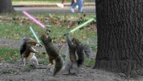 star-wars-squirrel.jpg
